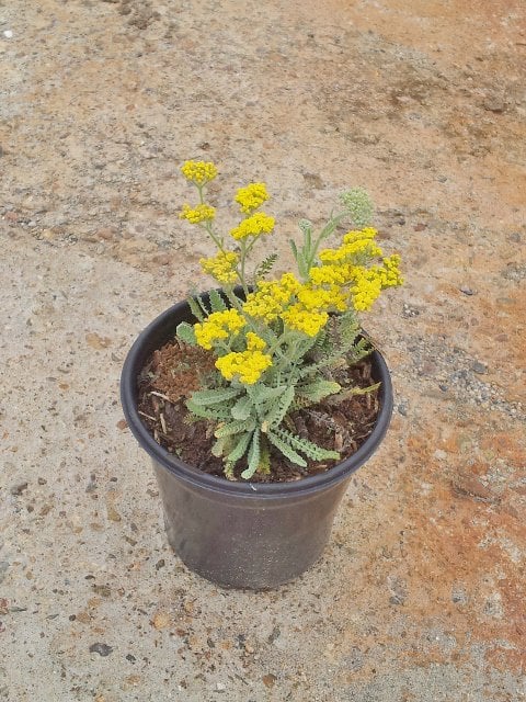 Photo for Achillea 'Moonshine' (Moonshine Yarrow)