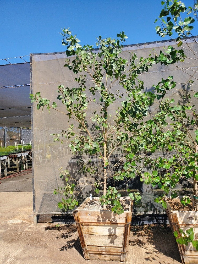 Photo for Populus fremontii (Western Cottonwood)
