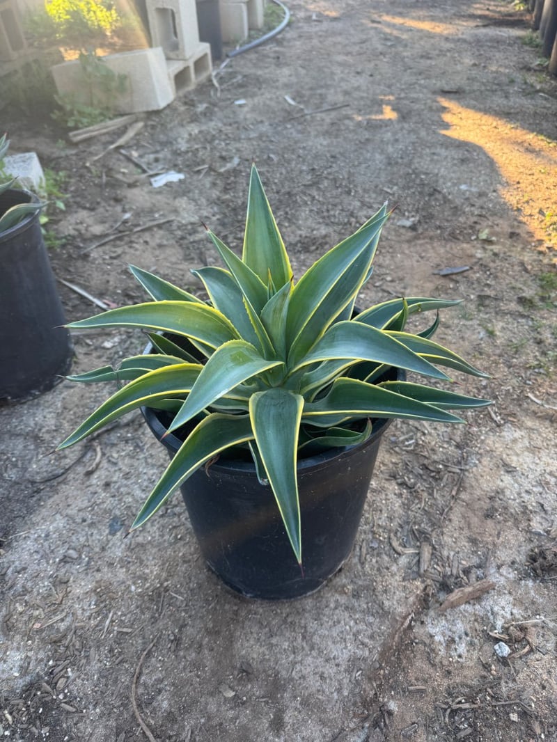 Photo for Agave desmetiana 'Variegata' (Variegated Smooth Agave)