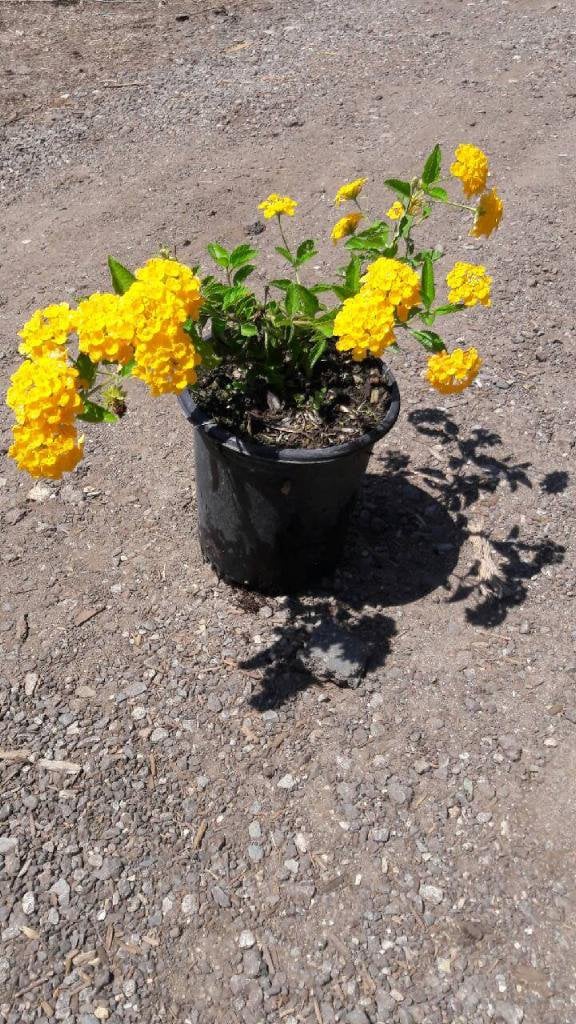 Photo for Lantana x 'New Gold' (New Gold Lantana)