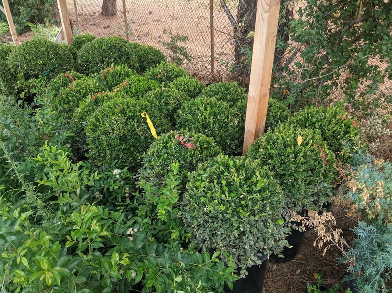 Photo for Buxus microphylla japonica 'Winter Gem' (Globe) (Winter Gem Boxwood)