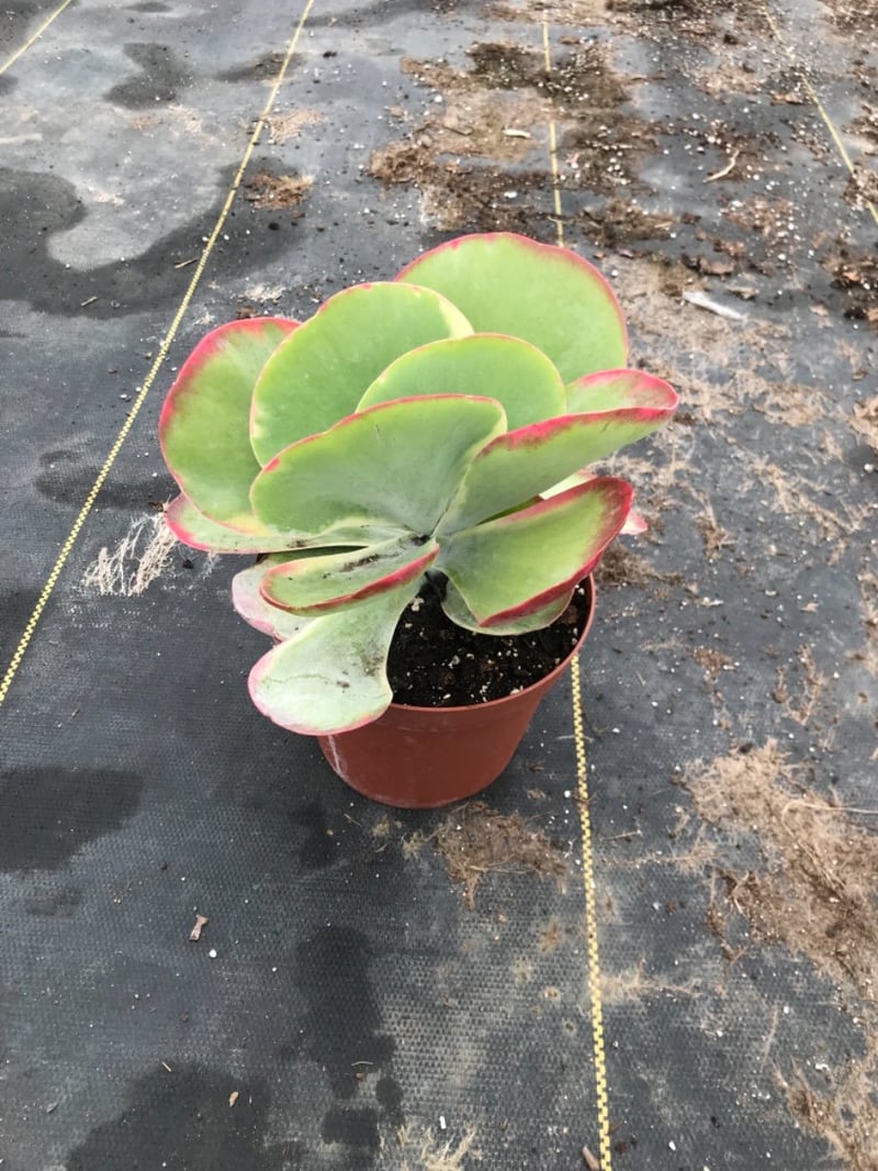 Photo for Kalanchoe 'Fantastic' (Variegated Paddle Plant )