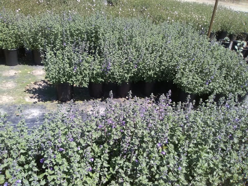 Photo for Nepeta racemosa (N. faassenii) 'Walker's Low' (Walker's Low Catmint)