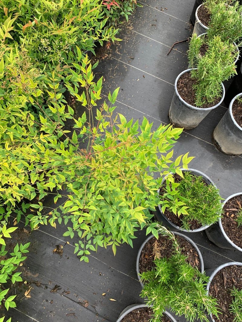 Photo for Nandina domestica (Heavenly Bamboo, Sacred Bamboo)