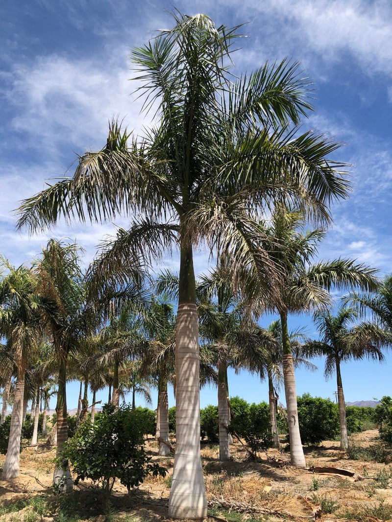 Photo for Roystonea regia (10' BTH) (Cuban Royal Palm)