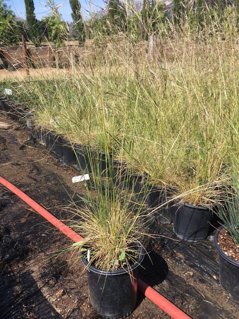 Photo for Stipa (Nassella) pulchra (Purple Stipa)