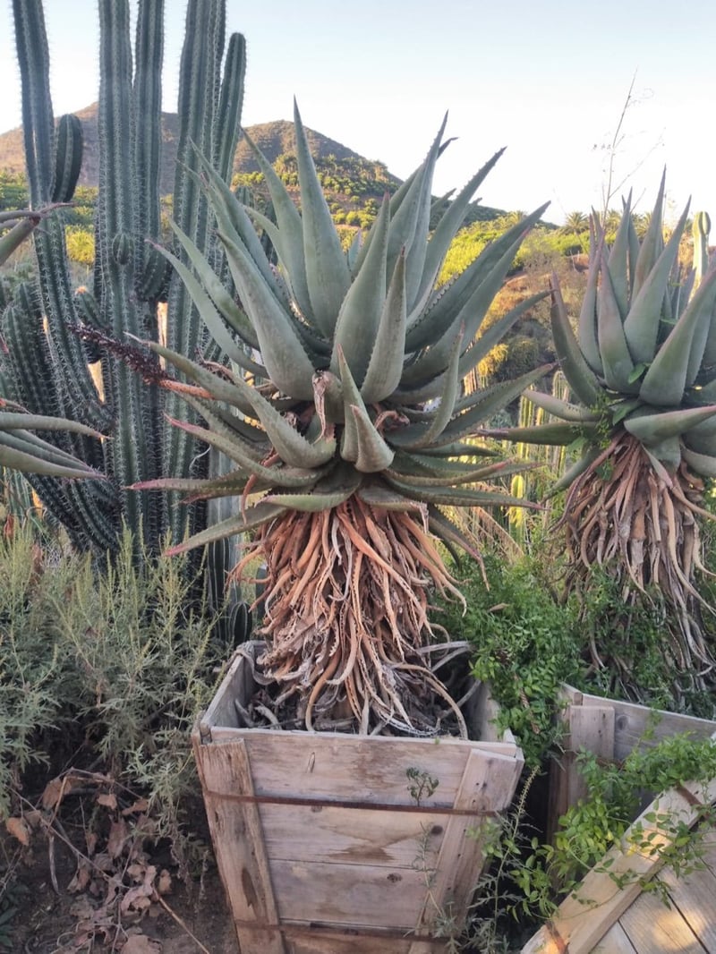 Photo for Aloe ferox (Cape Aloe)