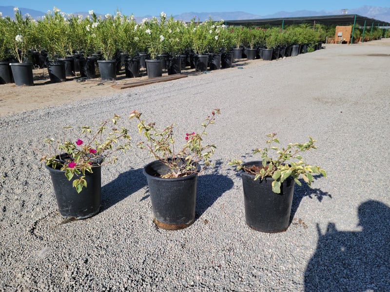 Photo for Bougainvillea 'Baby Victoria' (Variegated Bougainvillea)