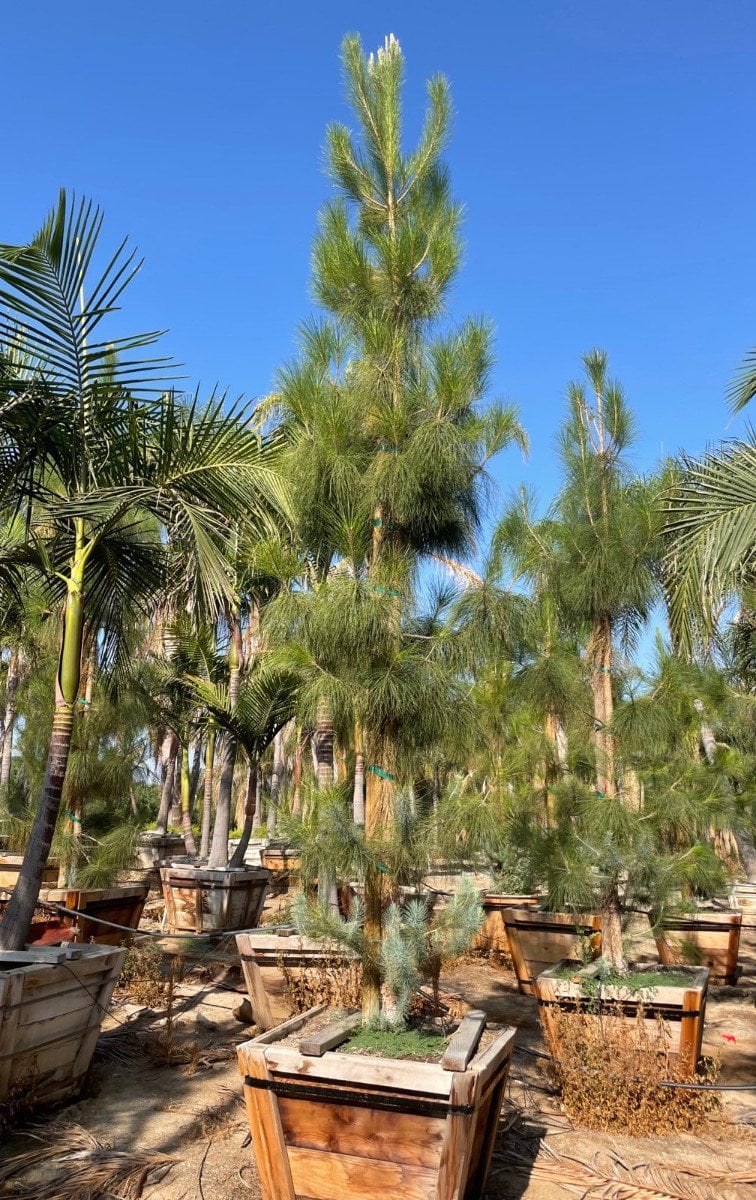 Photo for Pinus canariensis (Canary Island Pine)