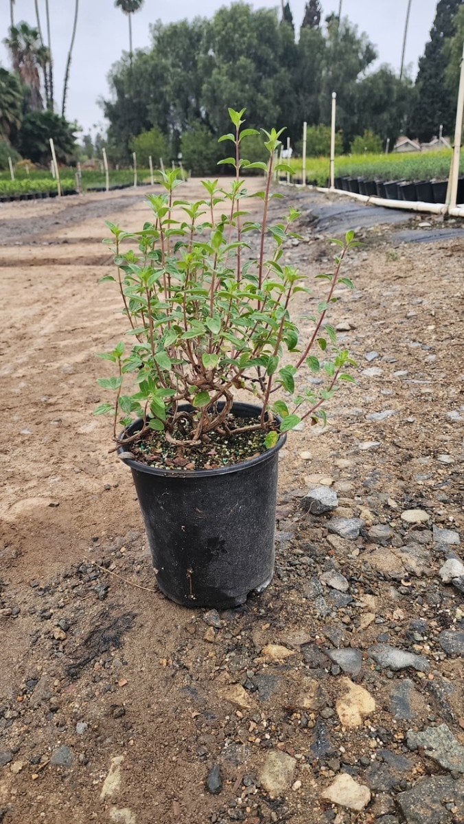 Photo for Monardella villosa (Coyote Mint)