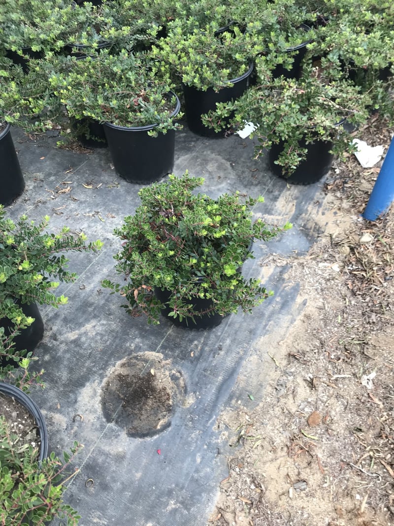 Photo for Arctostaphylos 'Emerald Carpet' ('Emerald Carpet' Manzanita)