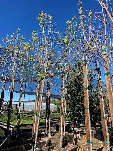 Photo for Pyrus calleryana 'Bradford' (Standard) (Bradford Pear)