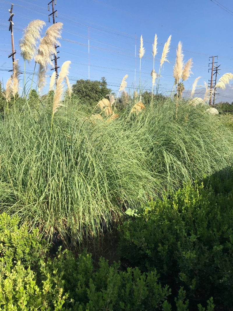 Photo for Cortaderia selloana (Uruguayan Pampas Grass)