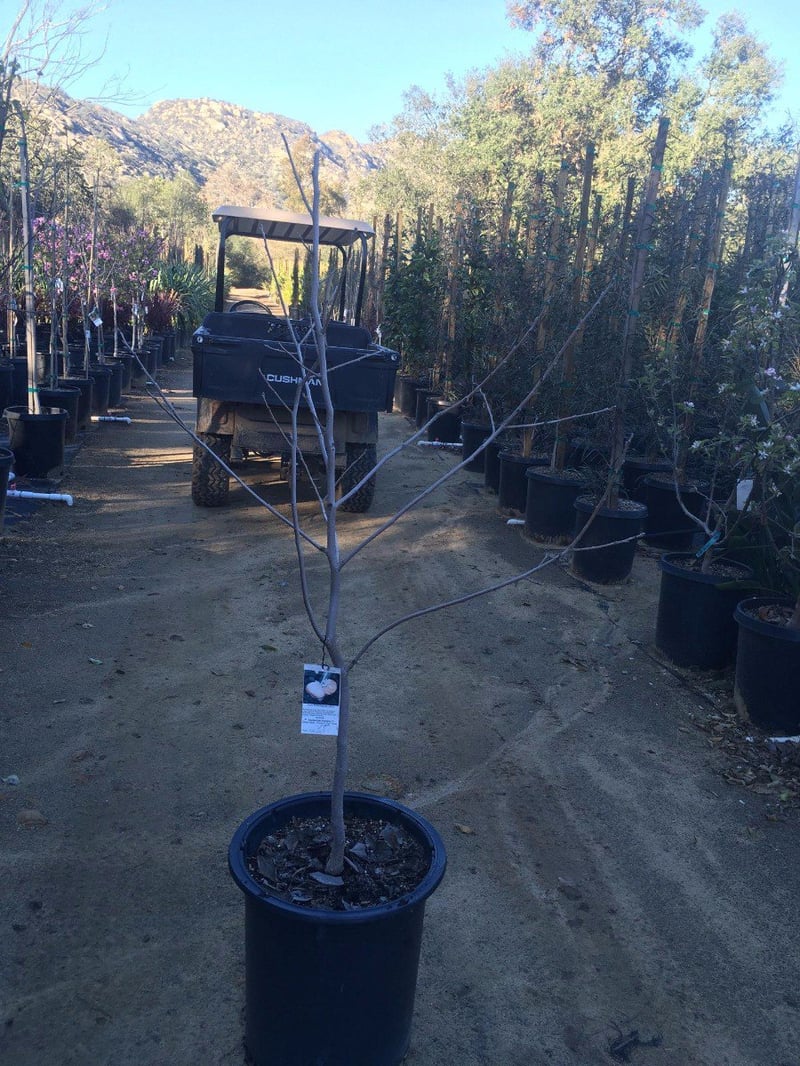 Photo for Diospyros kaki 'Fuyu' (Fuyu Japanese Persimmon)
