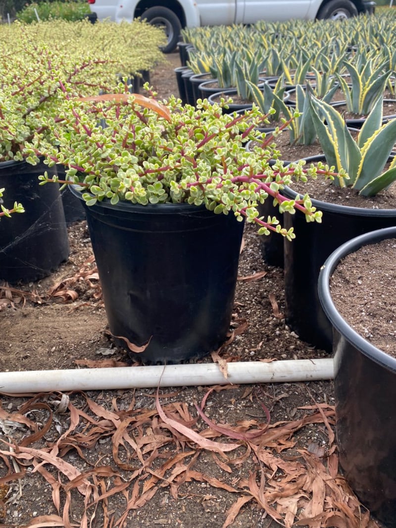 Photo for Portulacaria afra 'Variegata' (Rainbow Bush)