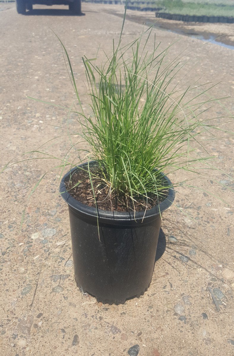Photo for Bouteloua gracilis (Blue Gramma Grass)