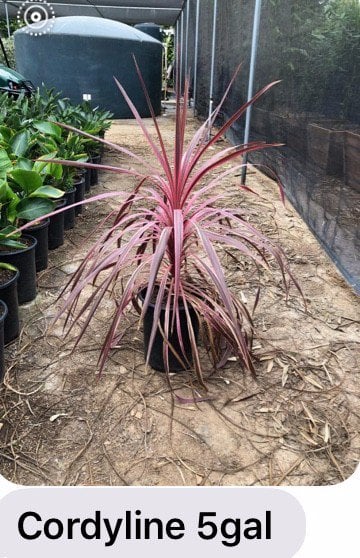Photo for Cordyline australis 'Pink Passion' (Cabbage Tree 'Pink Passion')