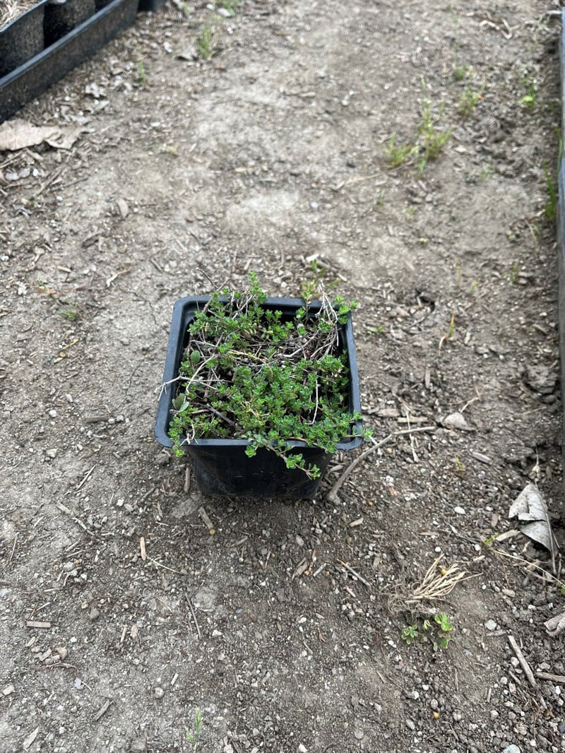 Photo for Thymus citriodorus (Lemon Thyme)