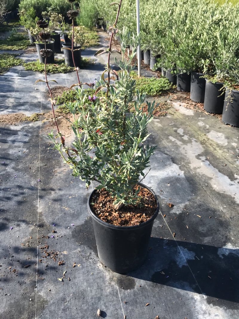 Photo for Salvia clevelandii 'Winnifred Gilman' (Sage 'Winnifred Gillman')