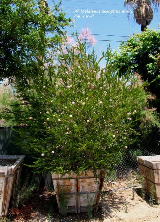 Photo for Melaleuca nesophila (Low Branch) (Pink Melaleuca)