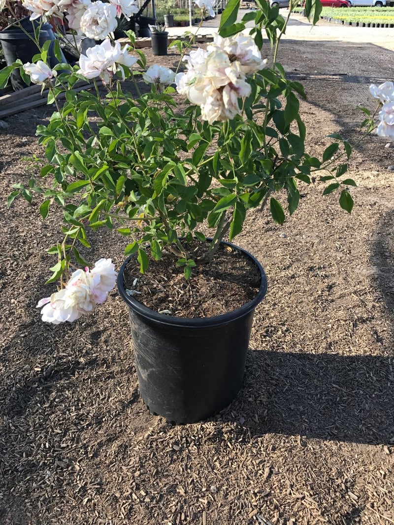 Photo for Rosa 'Iceberg' (White) (Iceberg Shrub Rose)