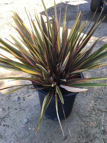 Photo for Phormium 'Sundowner' (Sundowner New Zealand Flax)