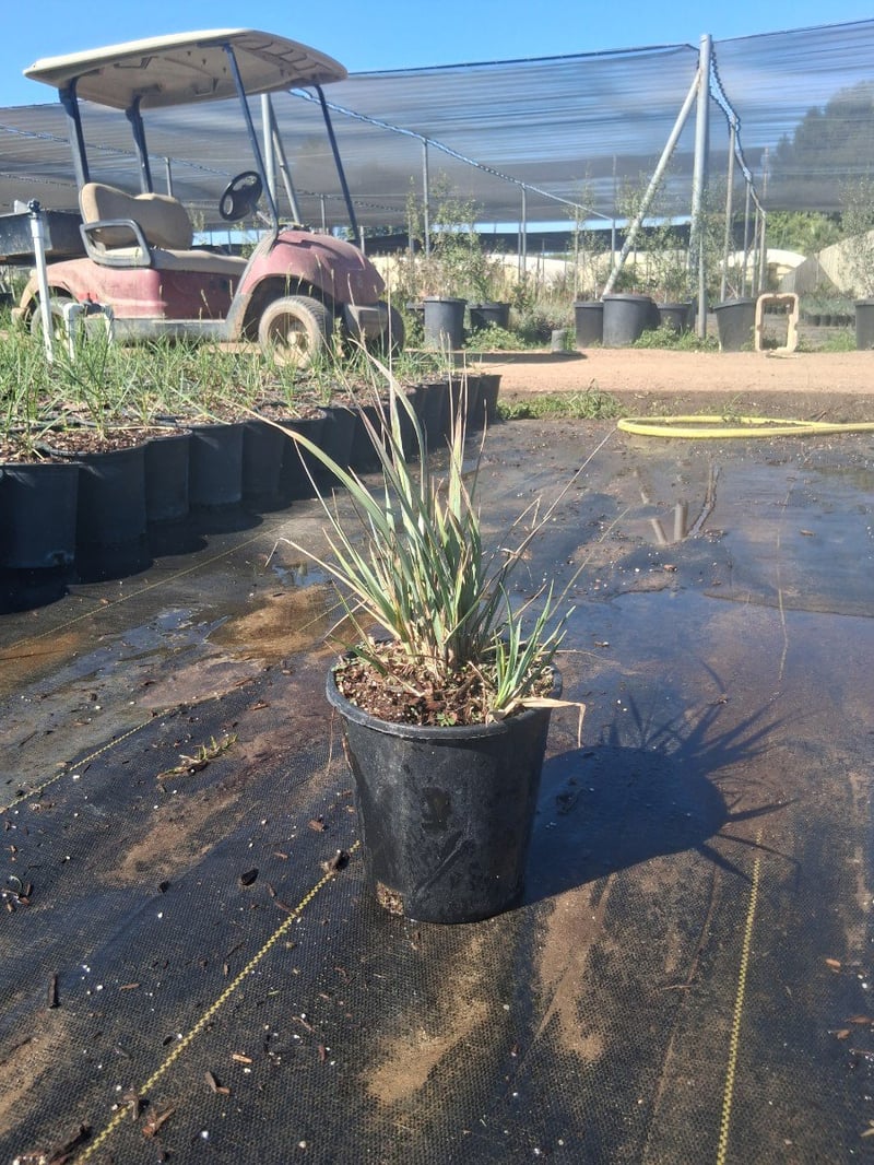 Photo for Elymus condensatus 'Canyon Prince' ( Canyon Prince Wild Rye)