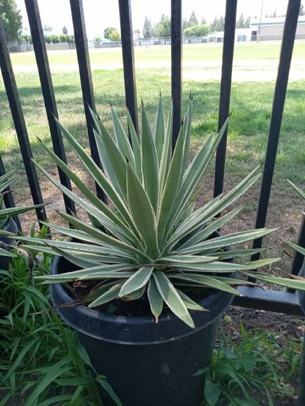 Photo for Agave angustifolia (Caribbean Agave)
