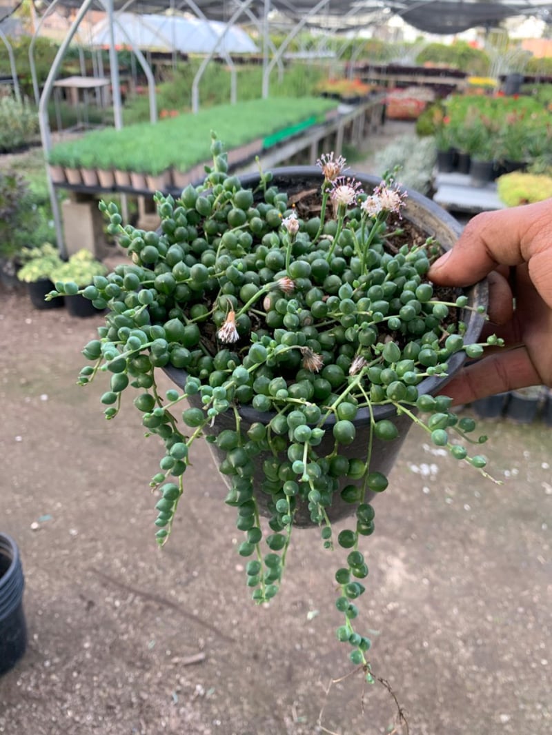 Photo for Senecio rowleyanus (String of Pearls)