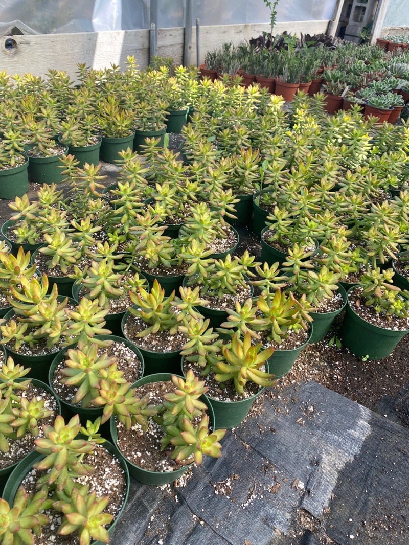 Photo for Sedum nussbaumerianum (Coppertone Stonecrop)