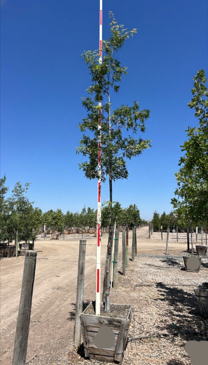 Photo for Quercus buckleyi (Texas Red Oak)