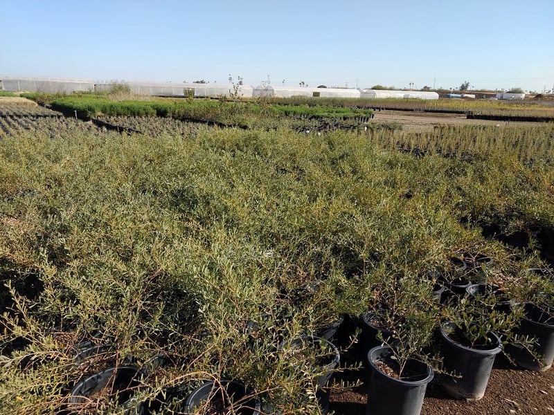 Photo for Acacia redolens 'Desert Carpet' (Desert Carpet Prostrate Acacia)
