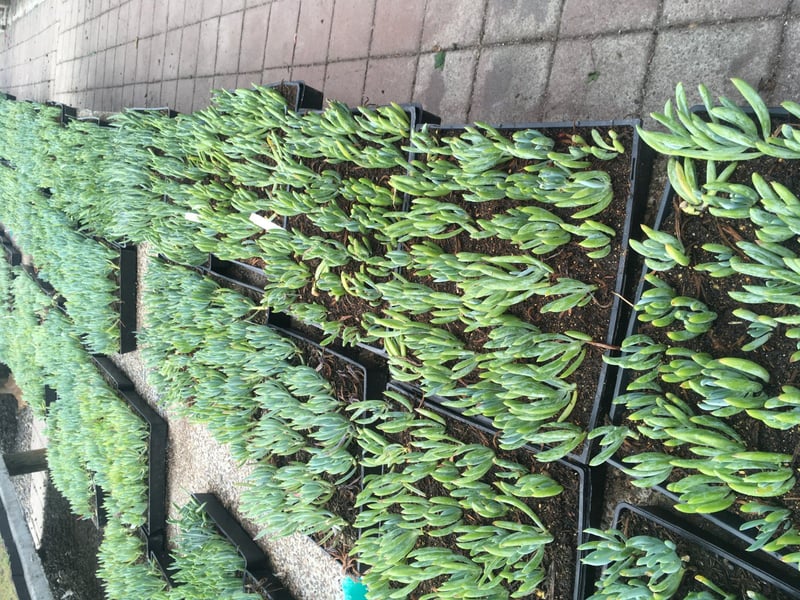 Photo for Teucrium x lucidrys (T. chamaedrys) (Wall Germander)