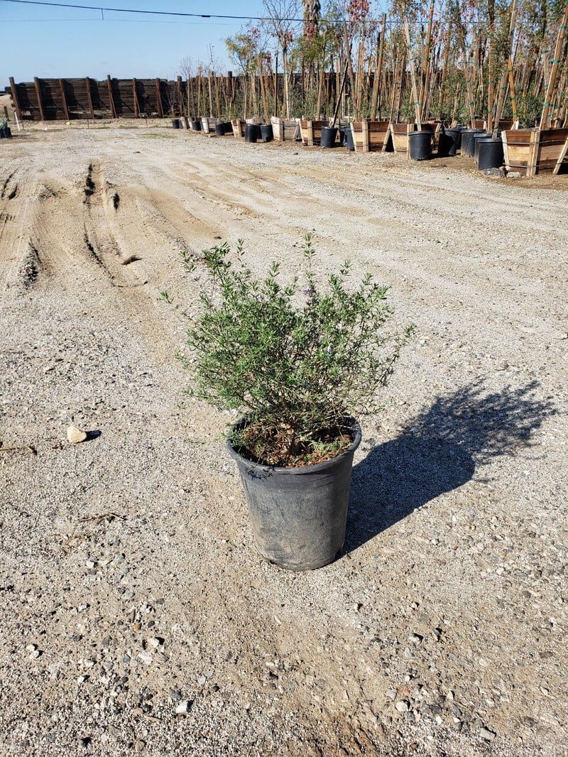 Photo for Westringia fruticosa (Coast Rosemary)