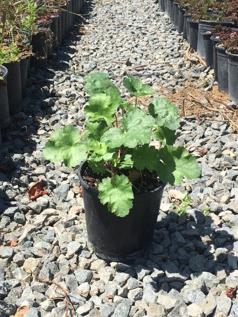 Photo for Heuchera maxima (Island Alum Root)