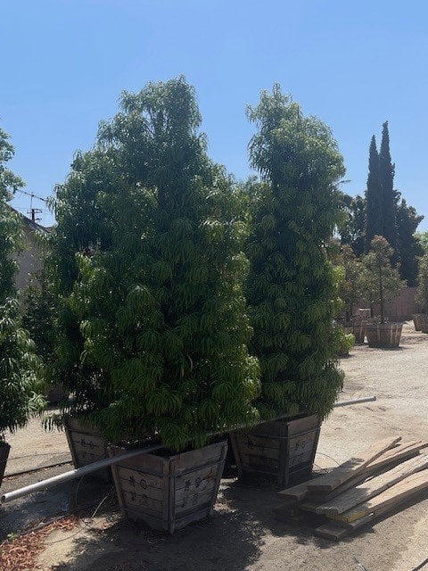 Photo for Podocarpus henkelii (Long Leafed Yellowwood)