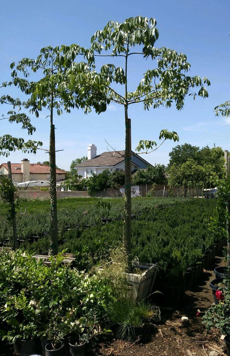 Photo for Chorisia speciosa (Floss Silk Tree)