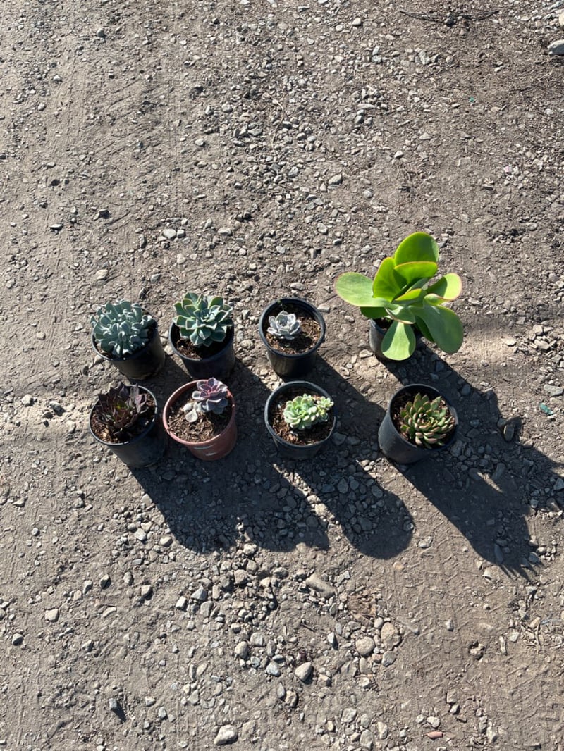 Photo for Echeveria (Mixed) (Assorted Echeveria)
