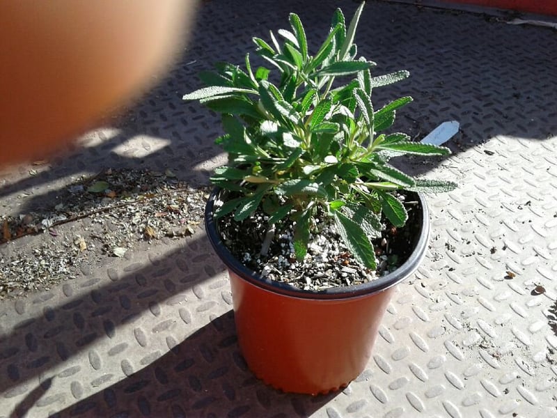 Photo for Salvia mellifera (Black Sage, Honey Sage)