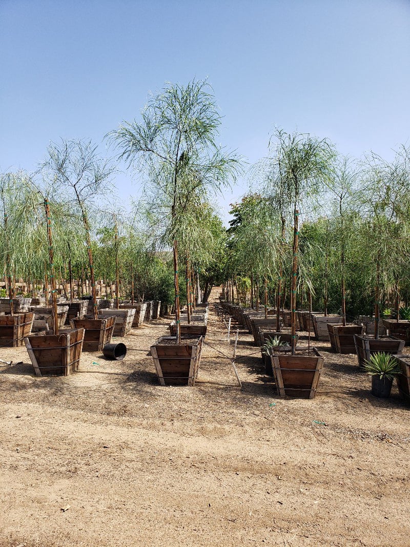 Photo for Acacia stenophylla (Standard) (Shoe-String Acacia)