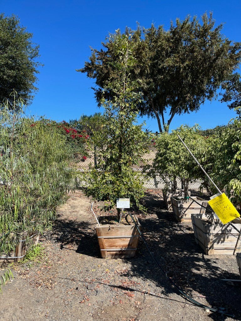 Photo for Ulmus parvifolia (Chinese Elm, Lacebark Elm)