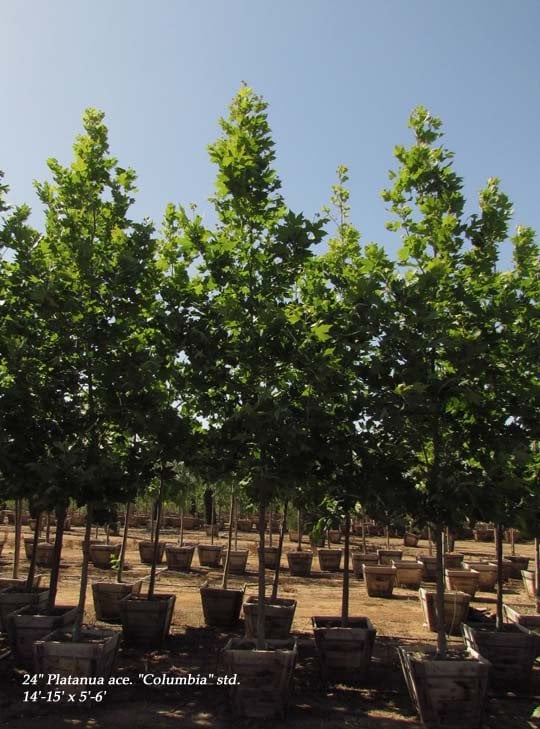 Photo for Platanus x acerifolia (Standard) (London Plane Tree)