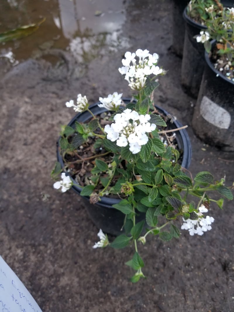 Photo for Lantana montevidensis 'White Lightning' (Pure White Lantana)