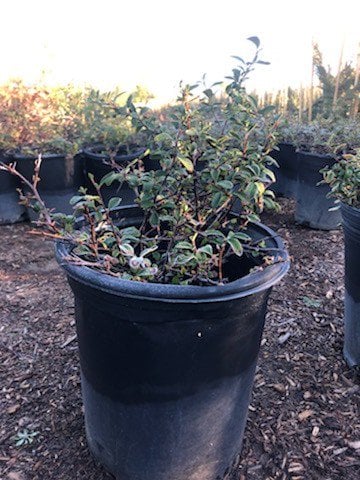 Photo for Pyracantha coccinea 'Lowboy' (Lowboy Pyracantha)