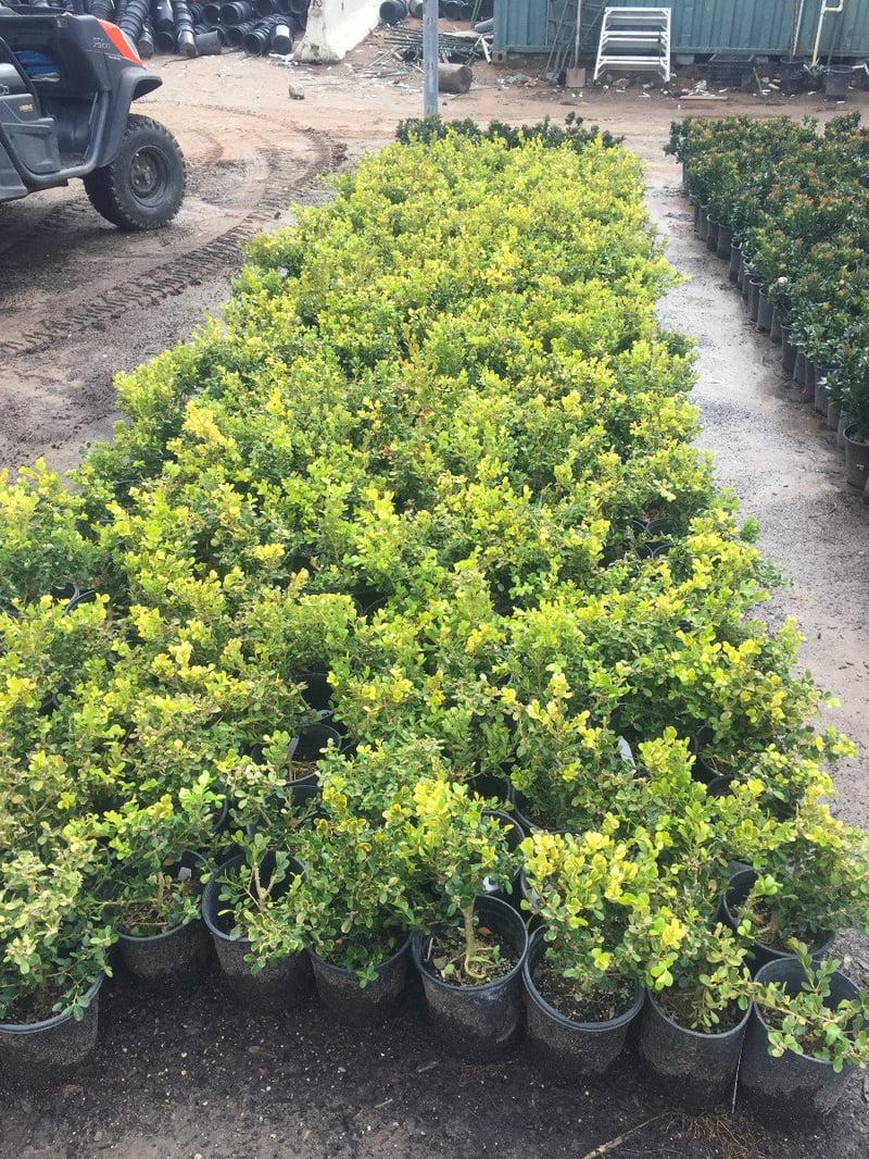 Photo for Buxus microphylla japonica 'Winter Gem' (Winter Gem Boxwood)