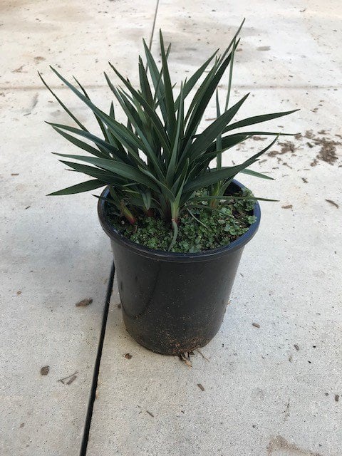 Photo for Dianella revoluta 'Little Rev' (Little Rev Flax Lily)