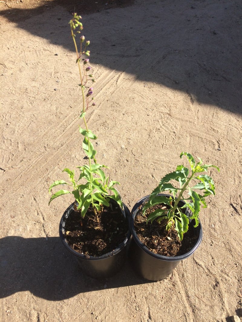 Photo for Penstemon spectabilis (Royal Beard Tongue)