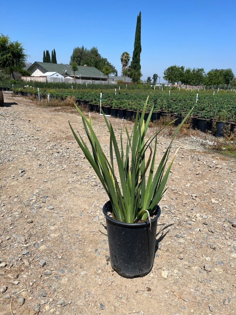 Photo for Dietes vegeta (African Iris)