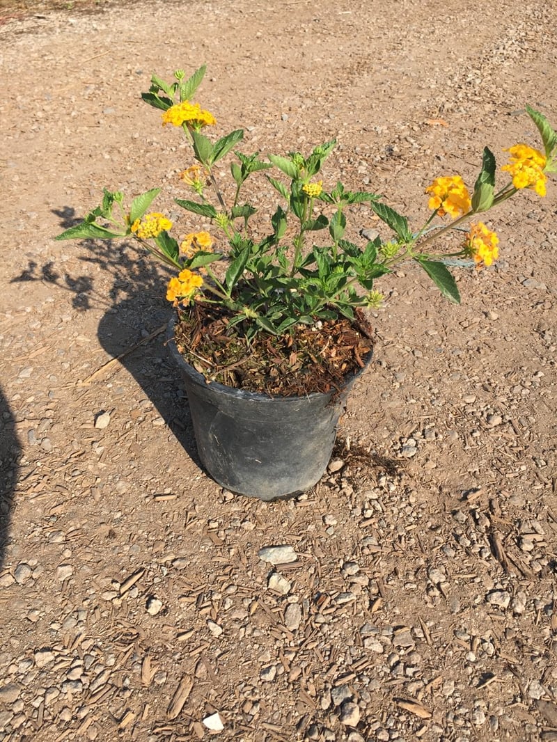 Photo for Lantana montevidensis 'Alba' (White Trailing Lantana)