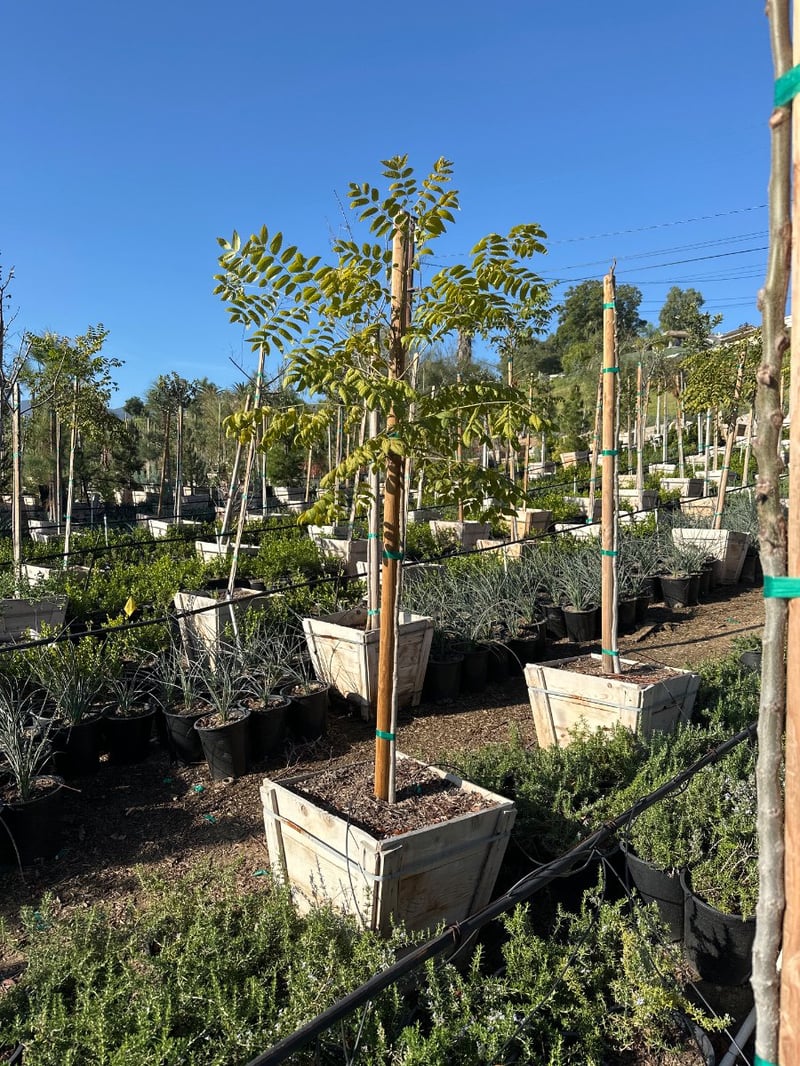 Photo for Koelreuteria bipinnata (Chinese Flame Tree)